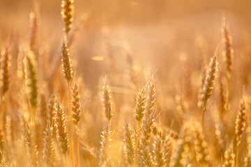 Fototapeta premium Sunny wheat crop heads in golden hour light, soft bokeh field behind