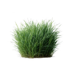 Lush green grass cluster, vibrant and healthy, ideal for garden landscapes or nature-themed projects, isolated on white background for versatility in design.