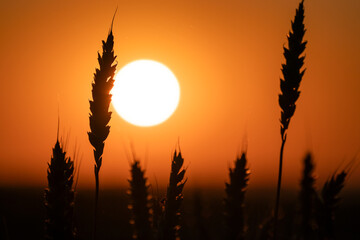Close-up of wheat spikes backlit by vibrant sunrise sun on summer field