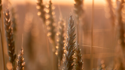 Wheat spikes in golden sunrise light close-up, morning field scene