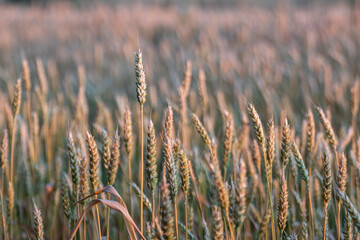 Wheat spikes close-up at sunrise, morning agriculture field scene with blurry background