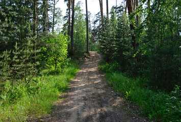 A path in the dense forest with pine trees and sunlight