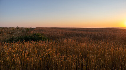 Sunlight gently illuminates a ripe wheat field, natural and serene agricultural scene at daybreak