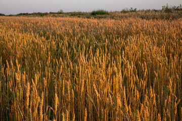 Ripe wheat ears in morning warm sunshine on agriculture field scene