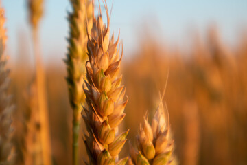 Wheat ear close-up in warm sunlight growing in farm field on sunny summer day