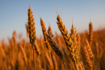 Wheat spikes close-up in warm morning light growing in summer field with blue sky background