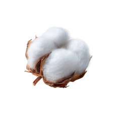 Single cotton boll isolated on a white background, showcasing the natural texture and fluffy appearance of cotton fibers and its botanical features.