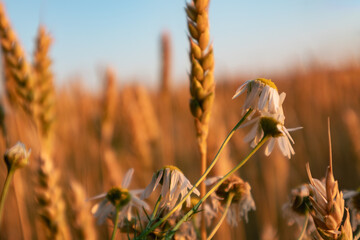 Chamomile flowers in ripe wheat ears in golden morning light on agriculture field blurry background