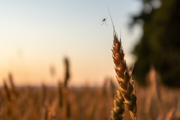 Close-up of wheat ear with small spider in warm light with soft, blurred background of wheat field