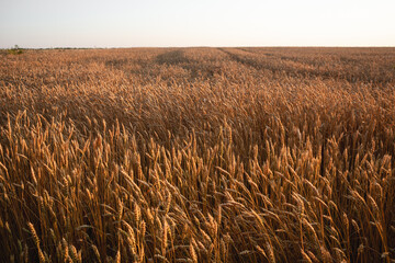 Ripe wheat crops in warm light, agriculture field scenery with clear sky