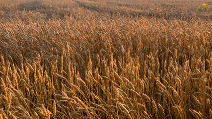 Wheat crops growing on summer field in golden sunlight, barley botany textures
