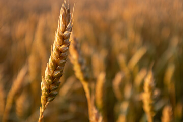 Wheat ear close-up in warm light on wheat agriculture field blurred background