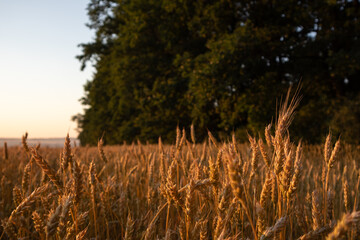 Sunny wheat agriculture field scenery with blurred green trees in background