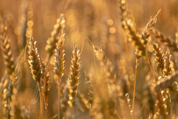 Close-up of ripe wheat glowing in warm sunlight with a soft, blurred field background