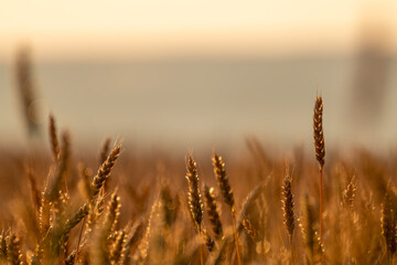 Close-up of ripe wheat glowing in warm sunlight with a soft, blurred field background
