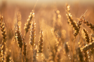 Golden wheat ears on field in sun light with blurred soft-focus background