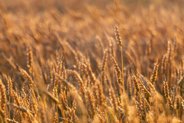 Golden wheat on sunny grains field in soft morning light with blurred field behind
