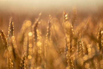 Peaceful agriculture scene with close-up wheat ears in sunlight and soft rural backdrop