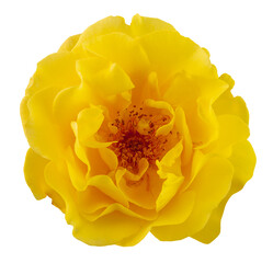 Beautiful yellow rose in top view. Beautiful yellow rose in top view. Garden flower cut out, including clipping path.