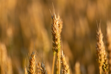 Ripe wheat head close-up on sunny grains field in golden light with blurred field background