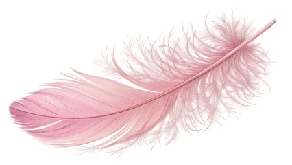 Obraz premium A beautiful pink feather with soft, wispy barbs at one end and a more defined structure at the other, isolated against a clean white background.