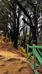 path in the woods