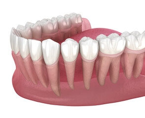 Dental morphology of human teeth. 3D illustration