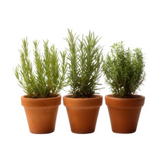 Fototapeta premium Three potted herbs featuring lush green foliage in terracotta pots against a white isolated background.