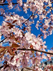 Pink cherry flowers against bright blue sky