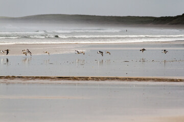 Seagulls on the beach 2