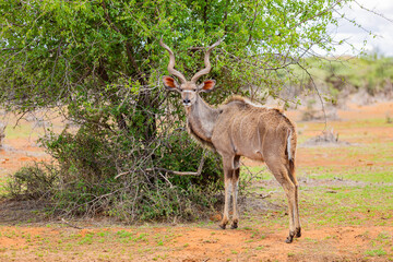 View of wildlife animals in game reserve on safari