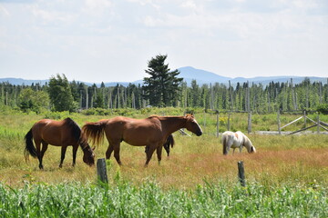 Fototapeta premium Horses on the farm, Sainte-Apolline, Québec, Canada