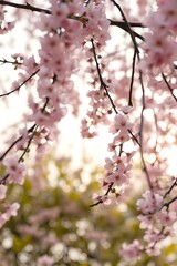 pink cherry blossom
