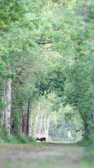 Roe deer buck eating bramble leaves at the edge of a forest path at the start of the day. Capreolus capreolus, Rubus sp, Sologne, Loiret 45, région Centre Val de Loire, France, European Union, Europe