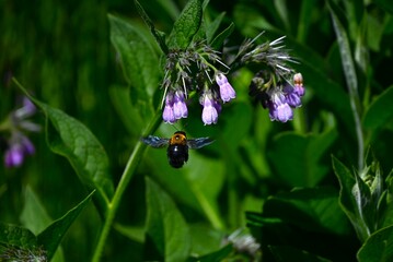 Comfrey (Symphytum officinale) flowers. Boraginaceae perennial plants. Pale pink tubular flowers hang down in early summer.