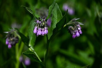 Comfrey (Symphytum officinale) flowers. Boraginaceae perennial plants. Pale pink tubular flowers hang down in early summer.