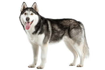 Obraz premium Siberian husky standing with tongue out and happy expression, cut out