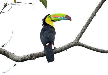 Fototapeta premium un precioso tucan en costa rica