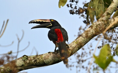 Fototapeta premium un precioso tucan en costa rica