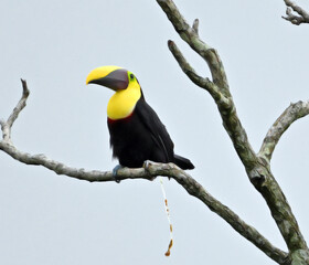 Fototapeta premium un precioso tucan en costa rica