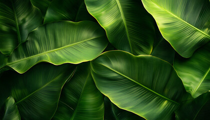 tropical banana leaf texture green nature background