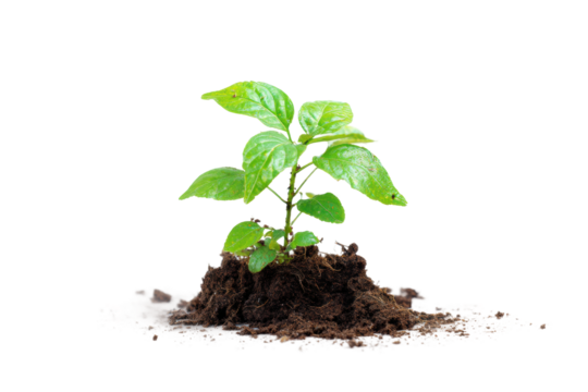 Young green seedling growing from soil isolated on black background, cut out