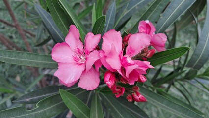 Pink Nerium Oleander Flowers Bloom on Green Leaves Background
