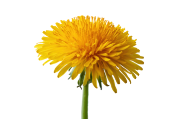 Bright yellow dandelion flower on green stem isolated on black background, cut out
