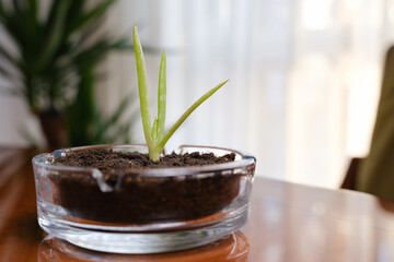 Small aloe vera plant growing in a used ashtray symbolizing quitting smoking. Copy space.