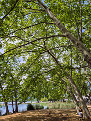 A view of the tree canopy on the shore of Lake of Banyoles in  the Province of Girona, in northeastern Catalonia, Spain.