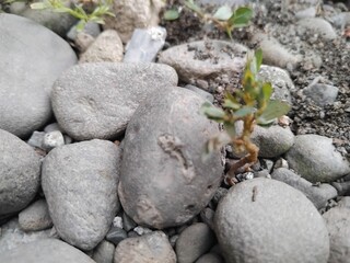 gray stone texture background with leaves there are many photo models