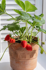 Close-up of a strawberry plant bearing juicy red berries in a terracotta pot.