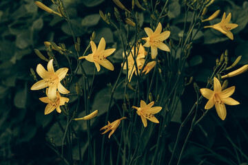 yellow daylily flower blooming in summer garden outdoors