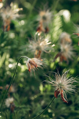 Pulsatilla plant with fluffy seedheads and delicate stems after flowering in a spring garden